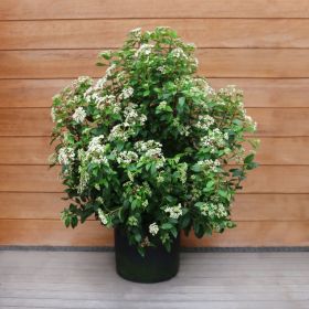 Viburnum Tinus 7 Litre 